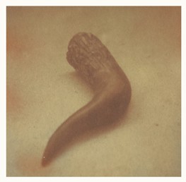 bantengrind horn_web