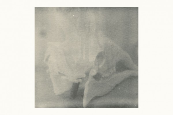 giraffenschaedel back