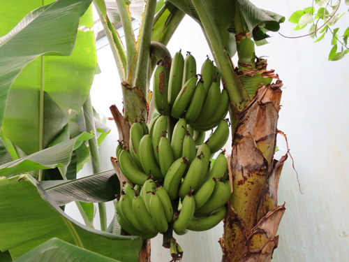 the sight of these green bananas ....it means i found a very warm spot in this rainy cold weather
