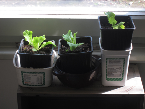 three indoor salads ....and their buddies outside