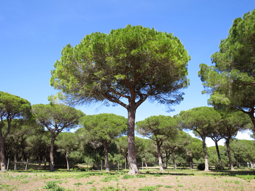 pinares costeros ....for its smell. and its name, too