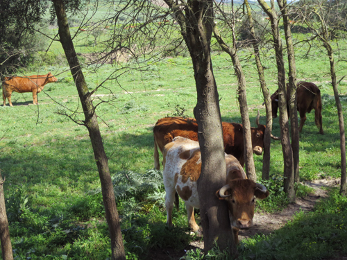 southern cows ....especially their horns in so many various shapes