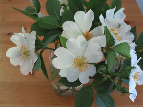 Wild roses ....some of the studio surroundings' treasures