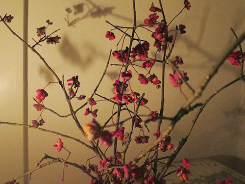 winter flowers ....from the woods